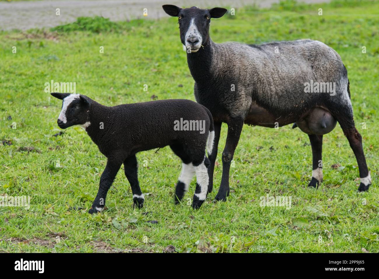 Schafsherde gesehen in Hulshorst / Niederlande auf der Fahrt nach Harderwijk Stock Photo