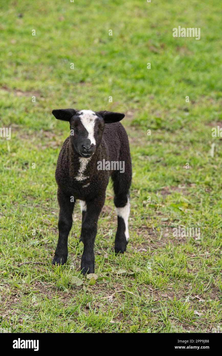 Schafsherde gesehen in Hulshorst / Niederlande auf der Fahrt nach Harderwijk Stock Photo