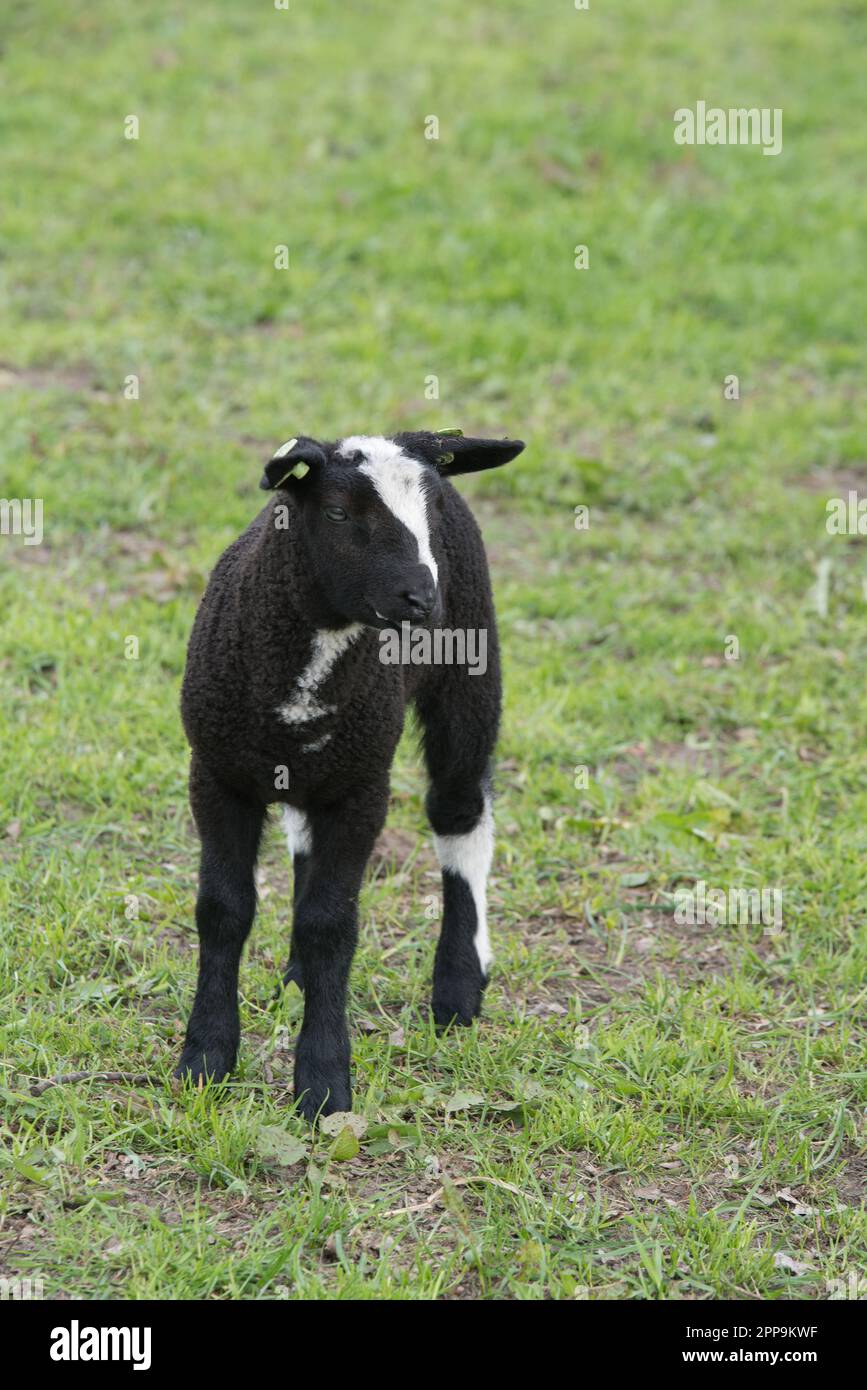 Schafsherde gesehen in Hulshorst / Niederlande auf der Fahrt nach Harderwijk Stock Photo