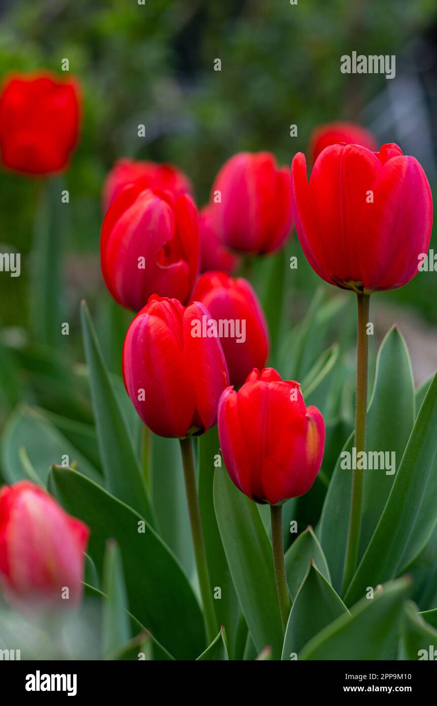 Red tulips beautiful Stock Photo - Alamy