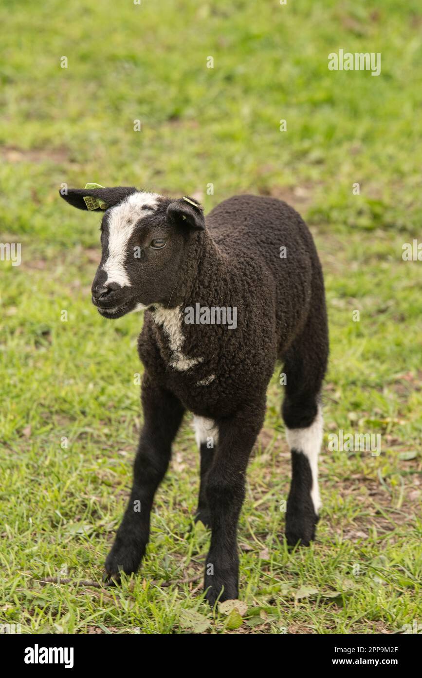 Schafsherde gesehen in Hulshorst / Niederlande auf der Fahrt nach Harderwijk Stock Photo