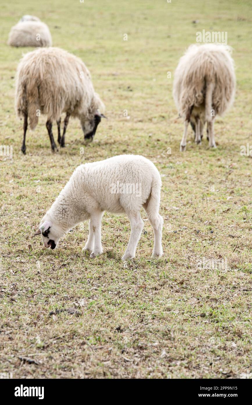 Schafsherde gesehen in Hulshorst / Niederlande auf der Fahrt nach Harderwijk Stock Photo