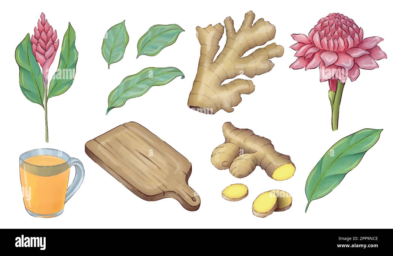 Digitally drawn ginger flowers and roots vector set, elements combined in compositions. Stock Vector