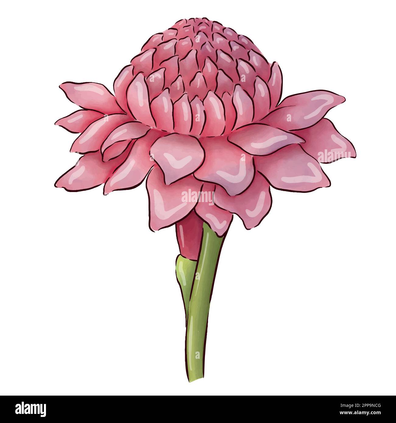 Digitally drawn ginger flowers and roots vector set, elements combined in compositions. Stock Vector