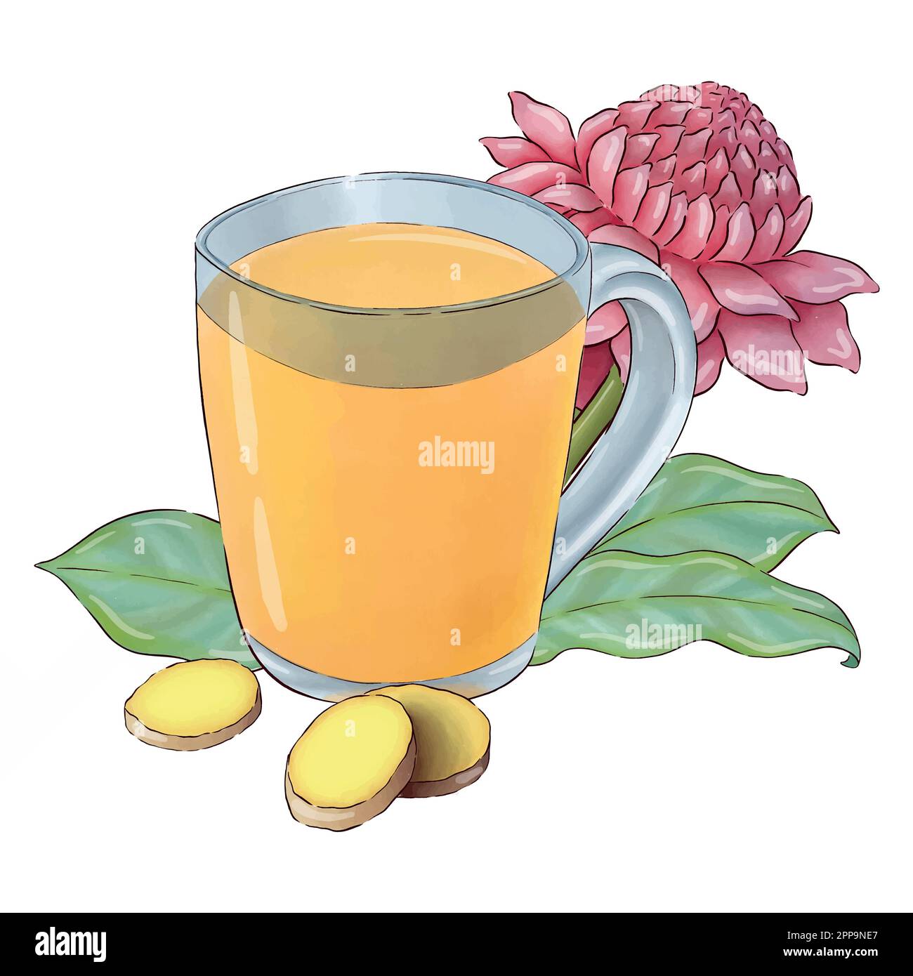 Digitally drawn ginger flowers and roots vector set, elements combined in compositions. Stock Vector