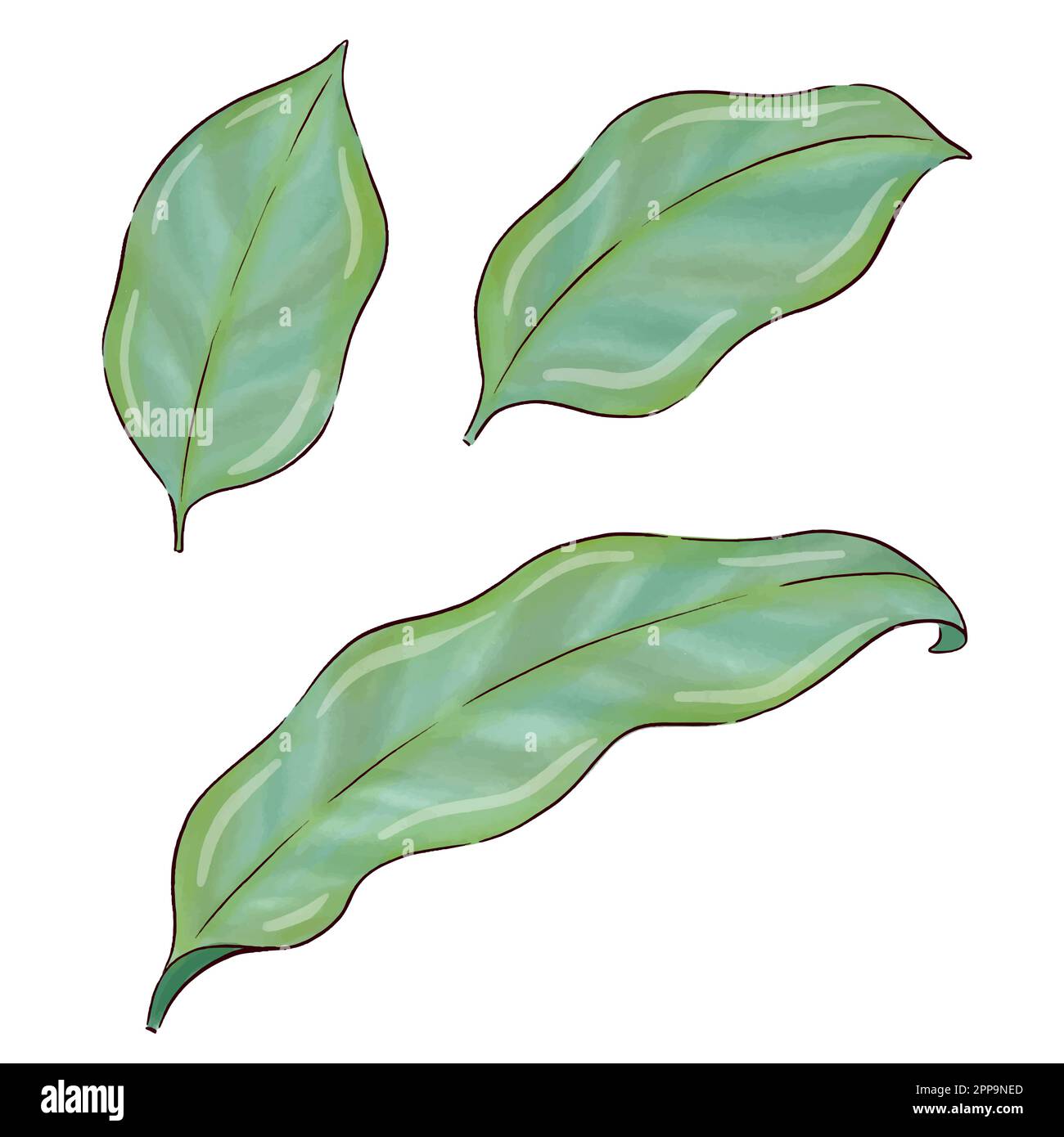 Digitally drawn ginger flowers and roots vector set, elements combined in compositions. Stock Vector