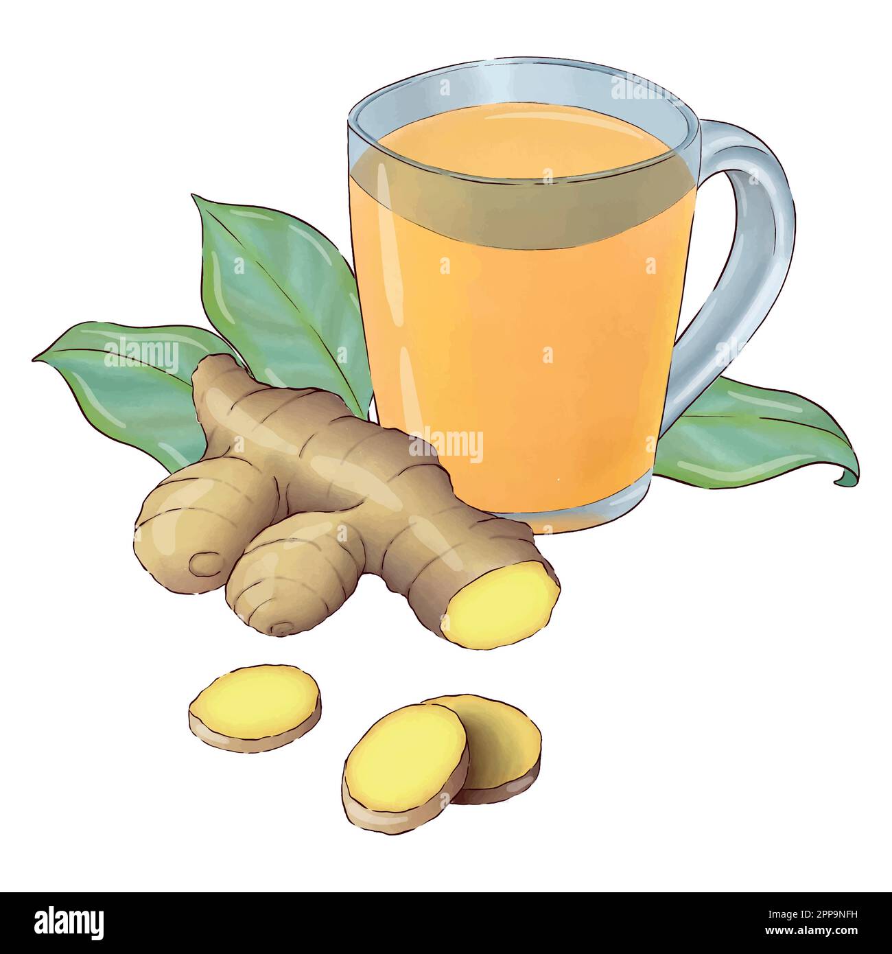 Digitally drawn ginger flowers and roots vector set, elements combined in compositions. Stock Vector