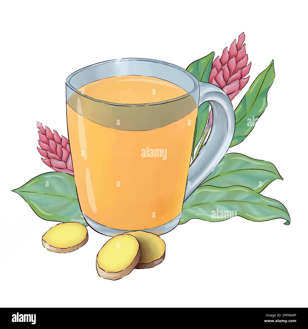 Digitally drawn ginger flowers and roots vector set, elements combined in compositions. Stock Vector