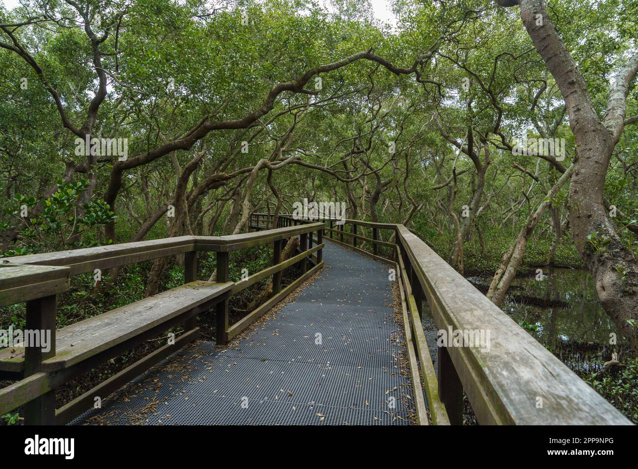 The Wynnum Mangrove Boardwalk creates a pathway beneath overhanging branches of the mangrove