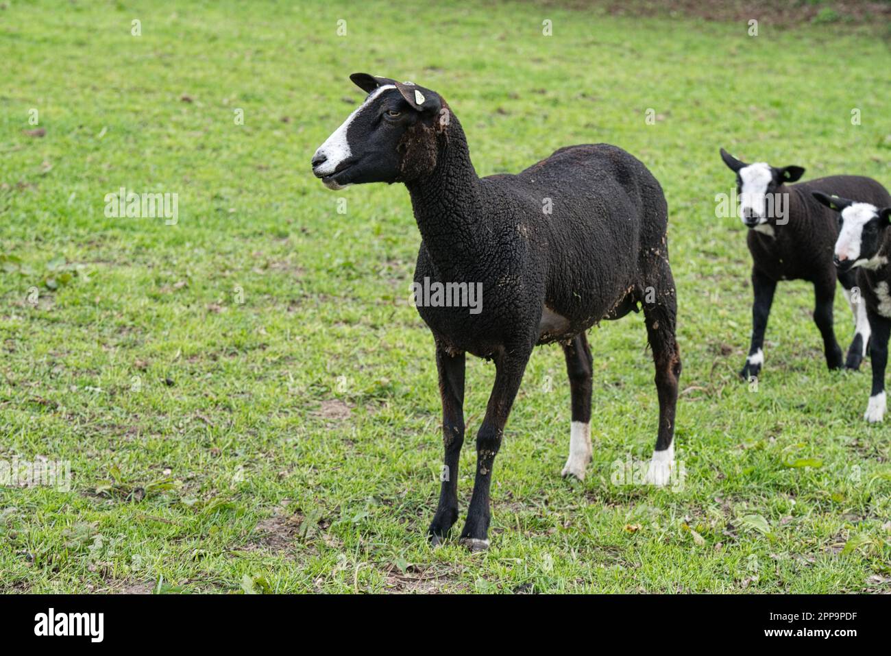 Schafsherde gesehen in Hulshorst / Niederlande auf der Fahrt nach Harderwijk Stock Photo