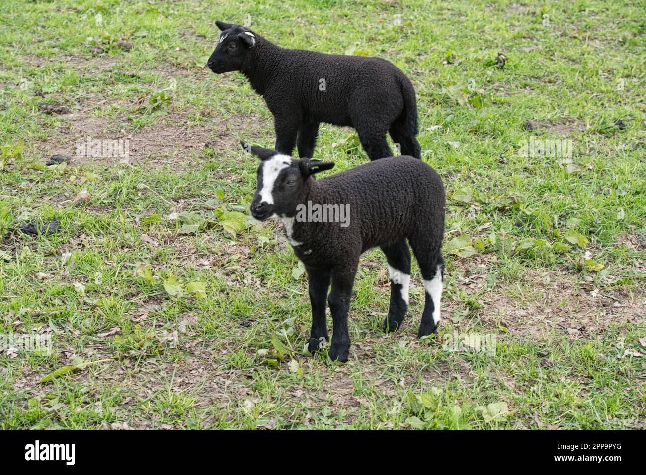 Schafsherde gesehen in Hulshorst / Niederlande auf der Fahrt nach Harderwijk Stock Photo