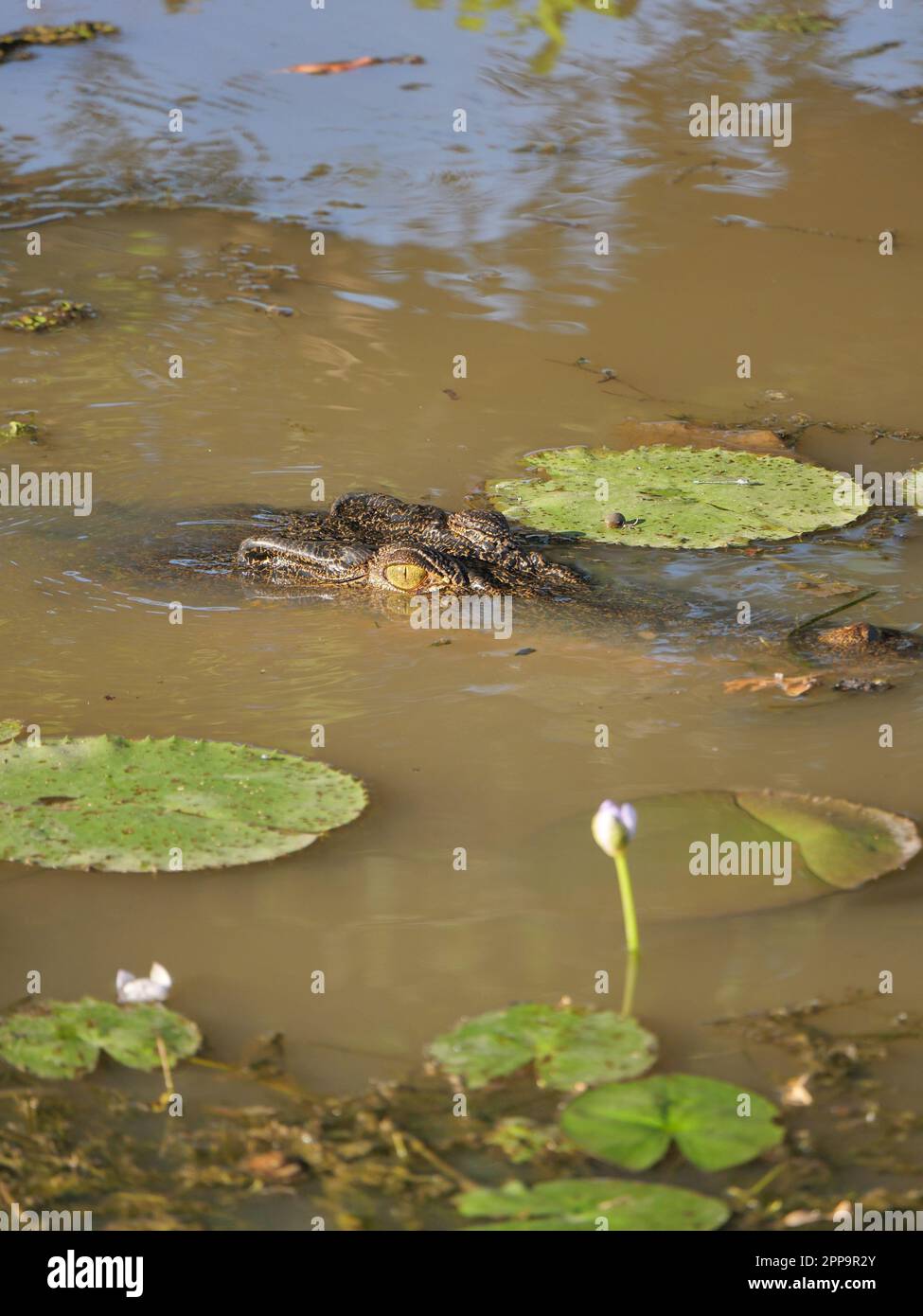 Crocodile in the river, Kakadu Australia Stock Photo