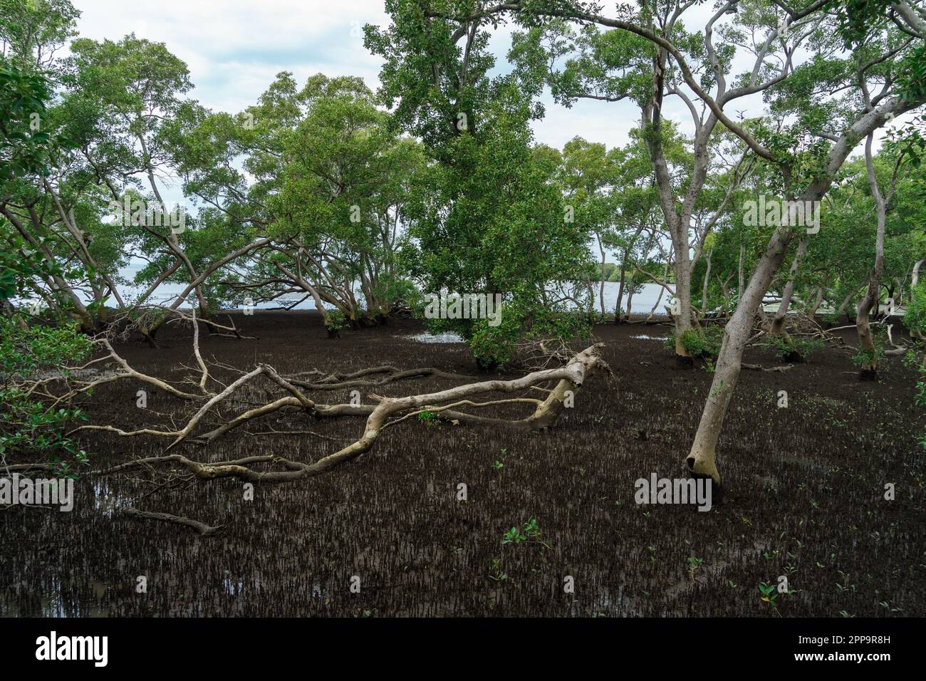 Mangrove forest viewed from Wynnum North Mangrove Boardwalk, Brisbane Australia Stock Photo Alamy