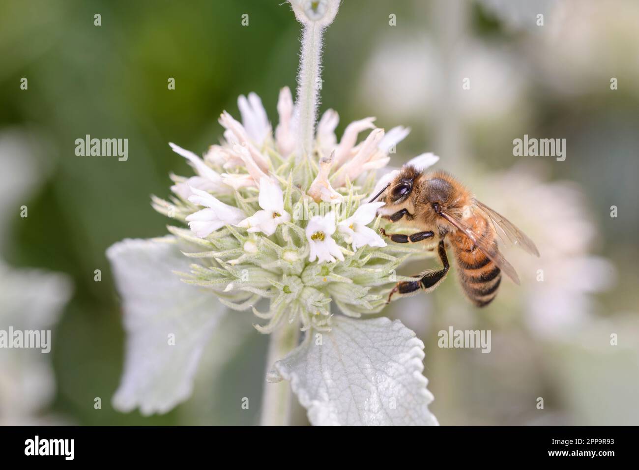 Bee - Apis mellifera - pollinates a blossom of the hite horehound or common horehound  - Marrubium incanum Stock Photo