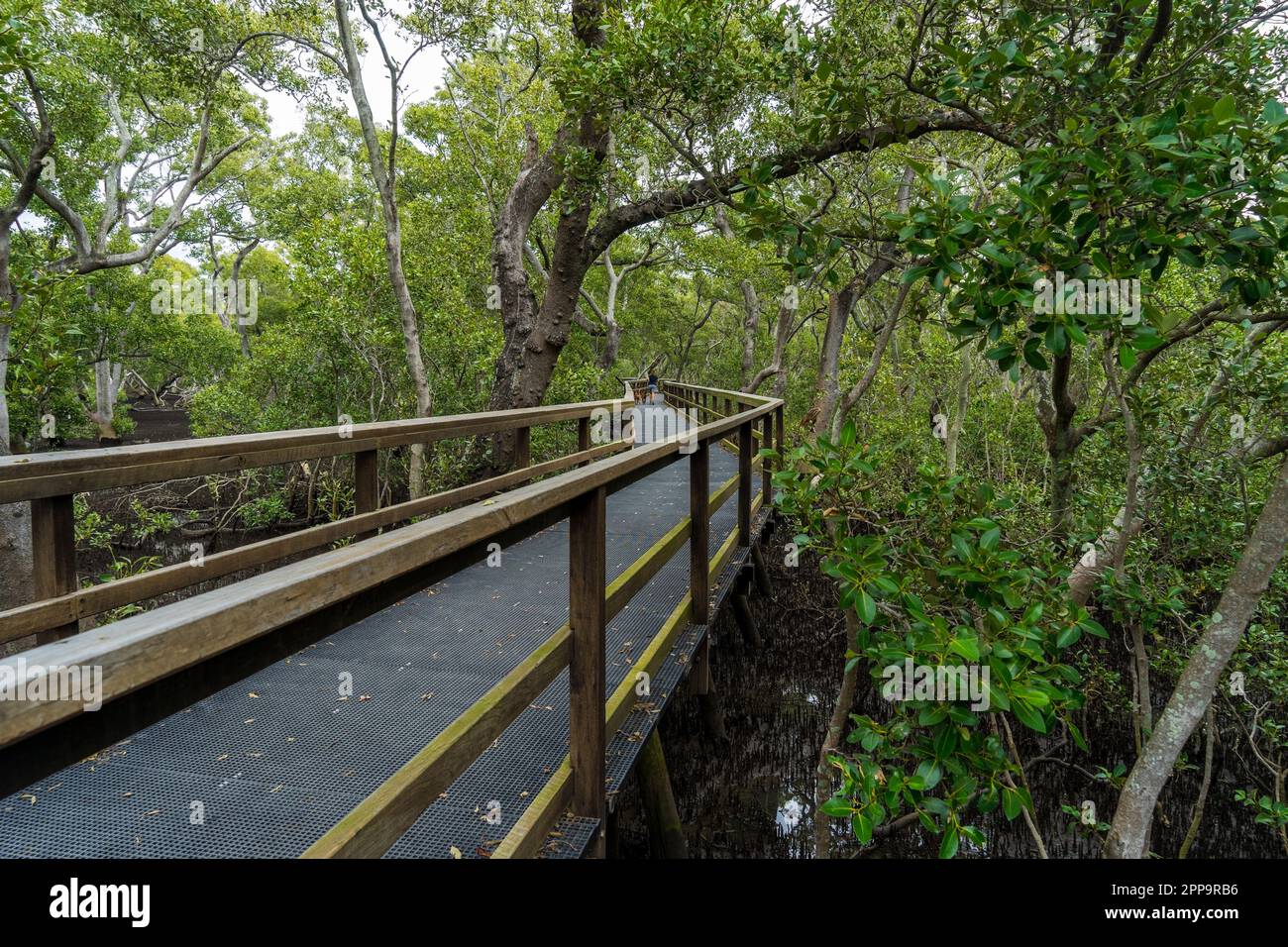 Forward walk through the mangrove wetlands at Wynnum Brisbane, Queensland, Australia Stock Photo