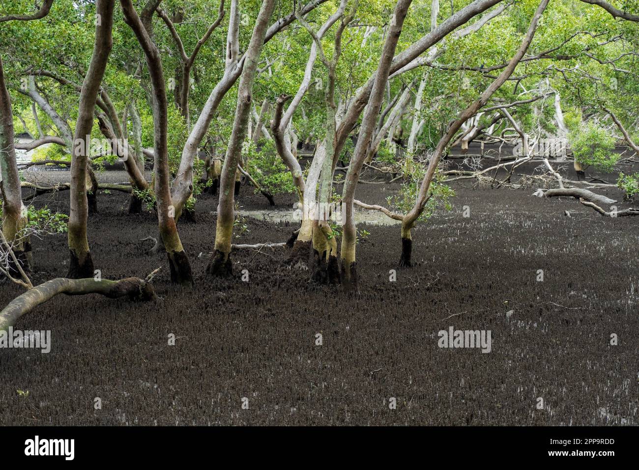 Mangrove forest viewed from Wynnum North Mangrove Boardwalk at low tide. Brisbane, Queensland