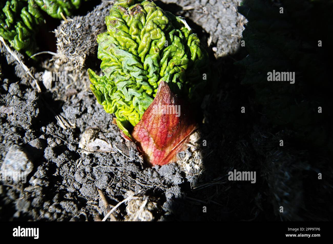 rhubard with bud in early spring Stock Photo