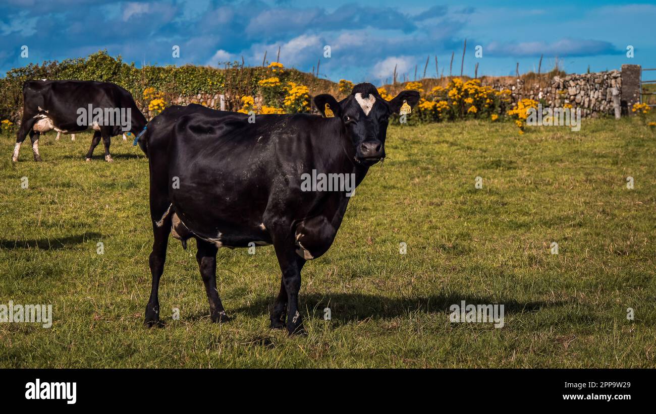 One cute black cow in the pasture of an Irish dairy farm. Black cow on green field Stock Photo