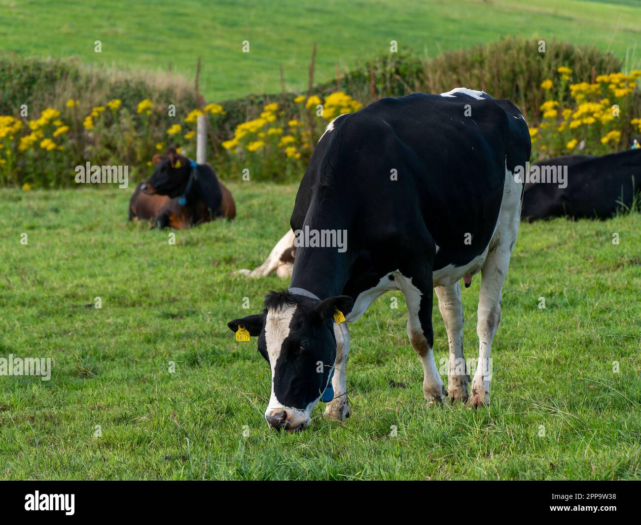 One black and white cow eats grass on an Irish farm field in summer ...