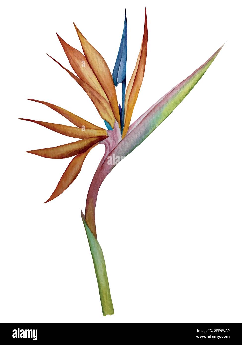 Watercolor vector set of tropical plants and flowers illustrations