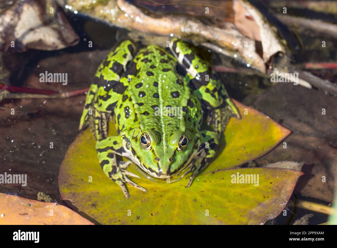 Frog tongue hires stock photography and images Alamy