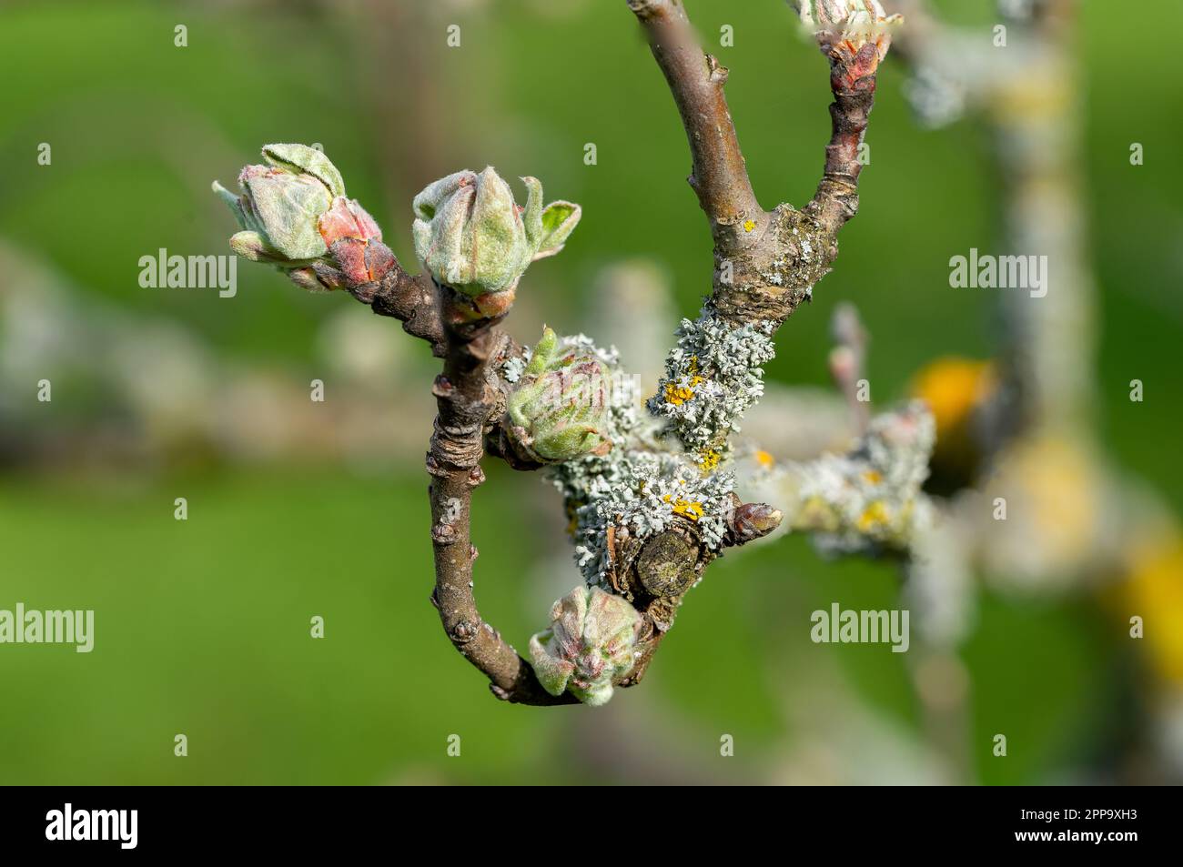tree lichen on an apple tree in the spring Stock Photo