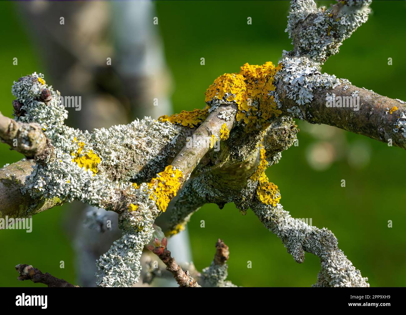tree lichen on an apple tree Stock Photo