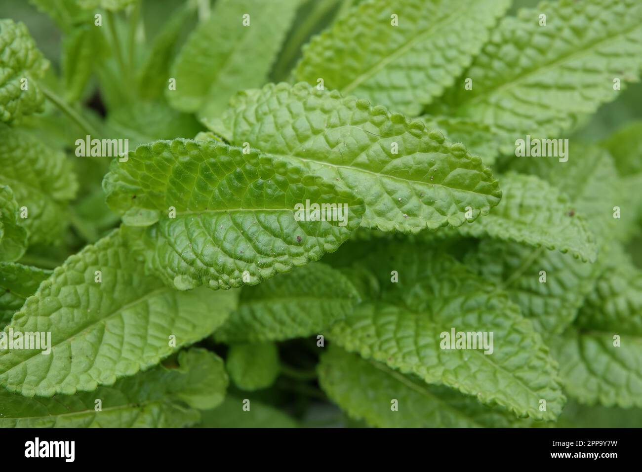Natural closeup on the emerging foliage of the common hedgenettle or purple betony, Stachys officinalis Stock Photo
