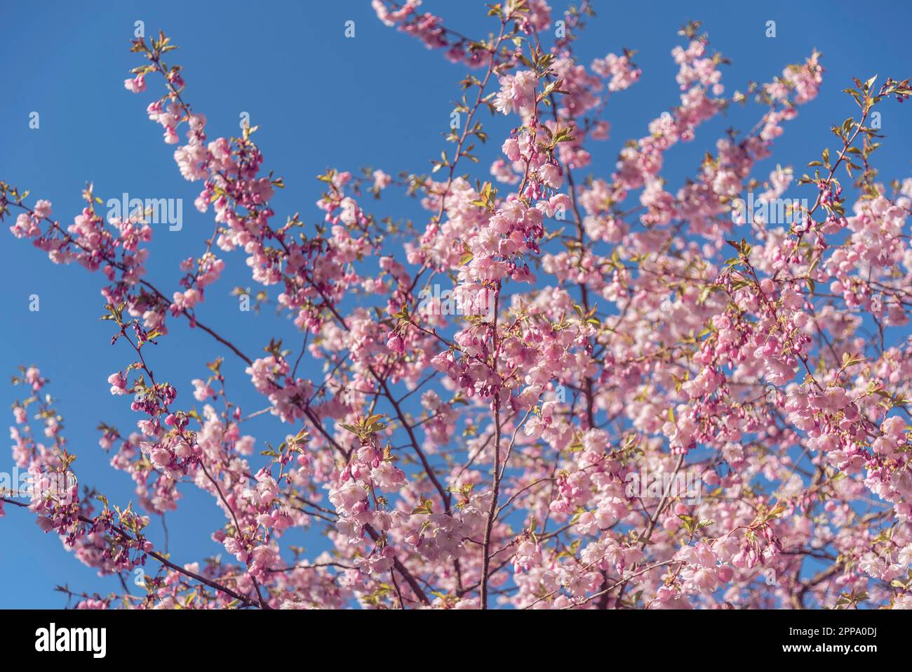 Sakura cherry blossom branch on blue sky background Stock Photo - Alamy