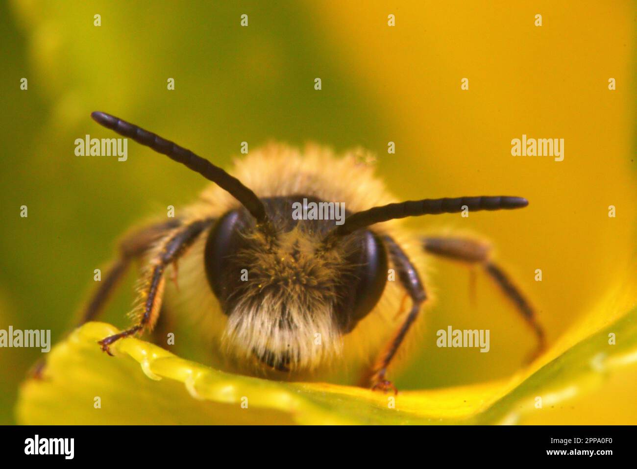 Solitary bee close up Stock Photo