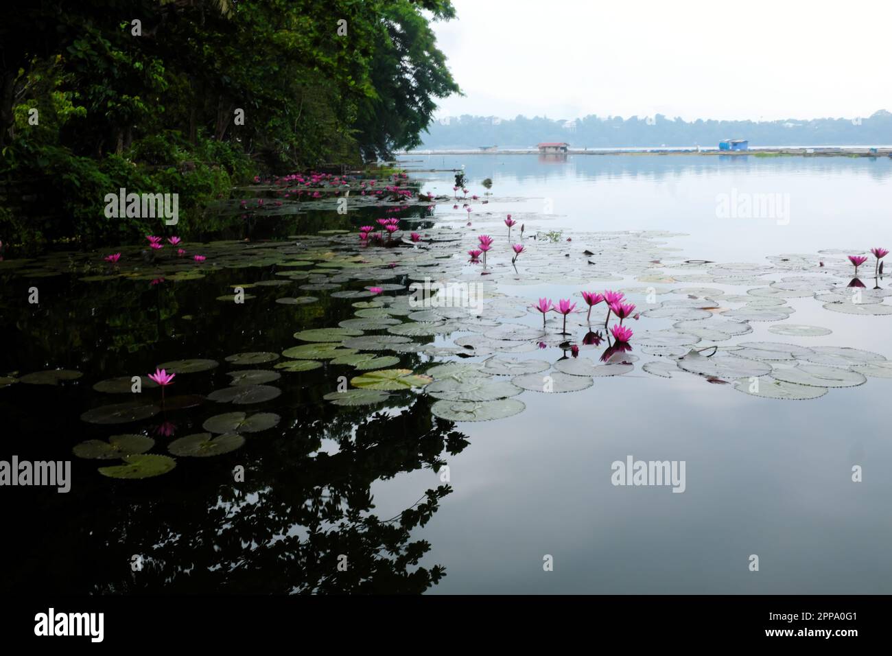 Beautiful water lilies with pink flowers on muddy and murky waters of Sampaloc lake in San Pablo City, Laguna, Philippines Stock Photo
