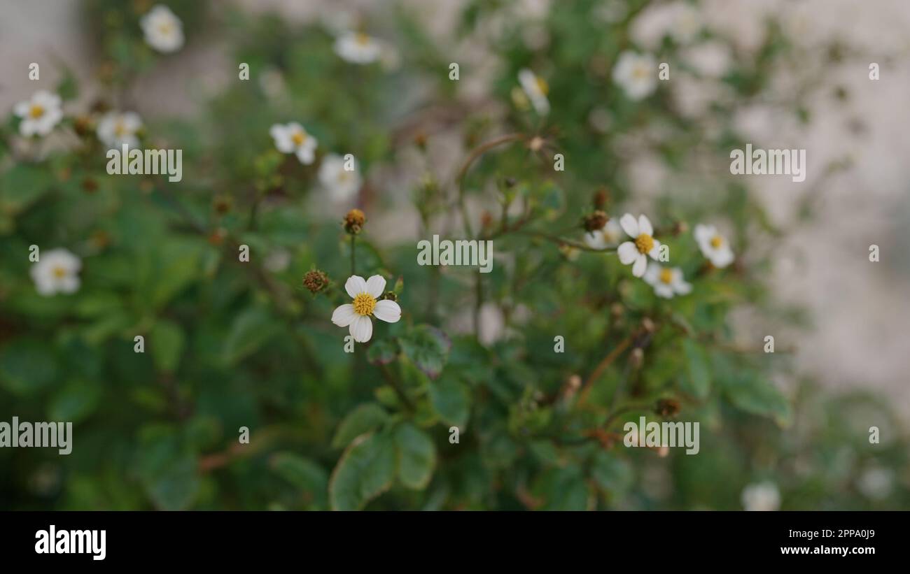 closeup bidens pilosa flowers on a medierranean coast, wide photo Stock Photo