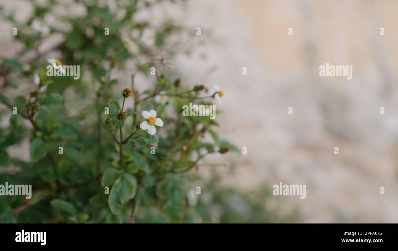 closeup bidens pilosa flowers on a medierranean coast, wide photo Stock Photo