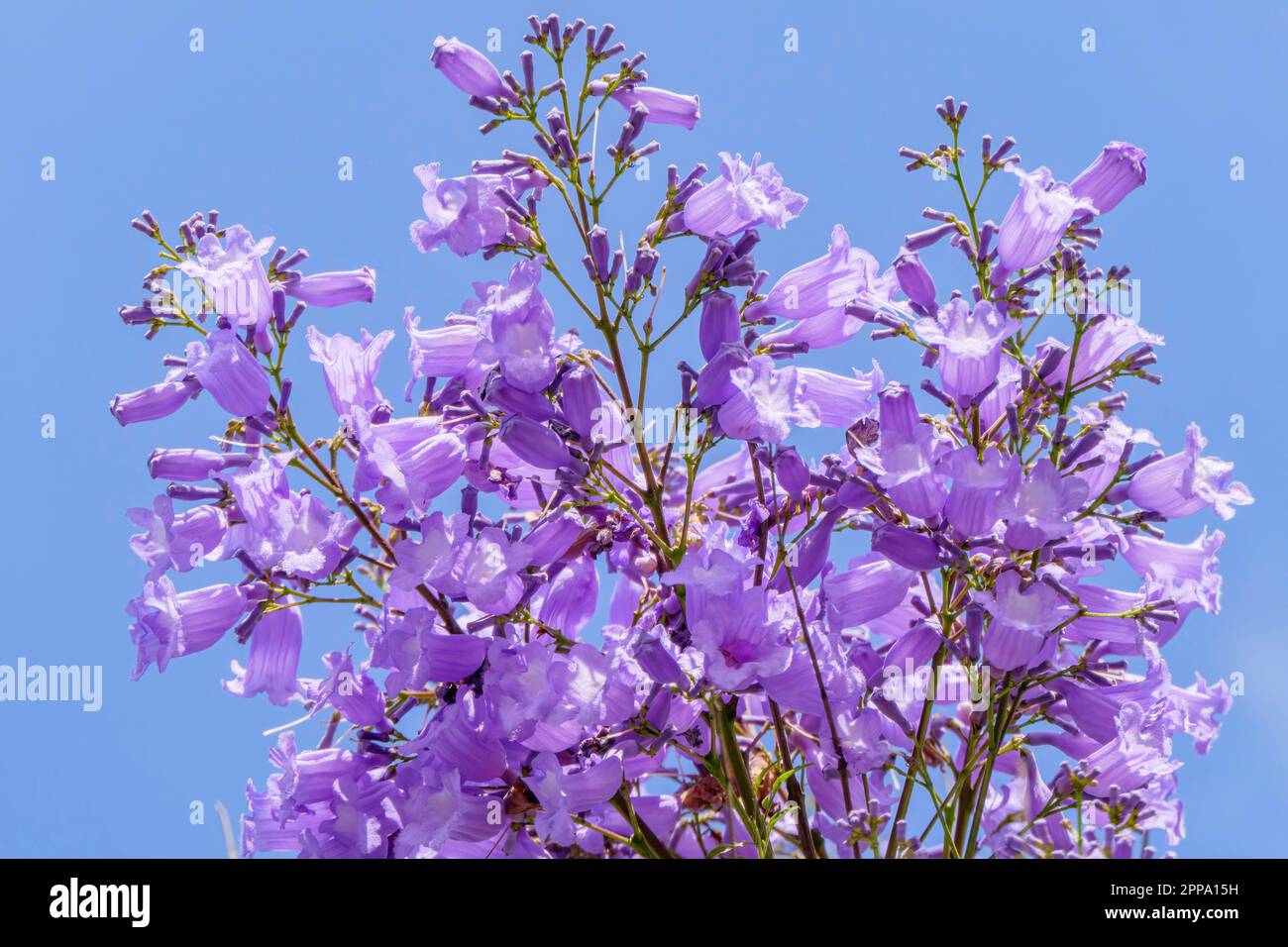 Violet flowers and seeds of the Jacaranda tree among the foliage against the blue sky. Closeup Stock Photo