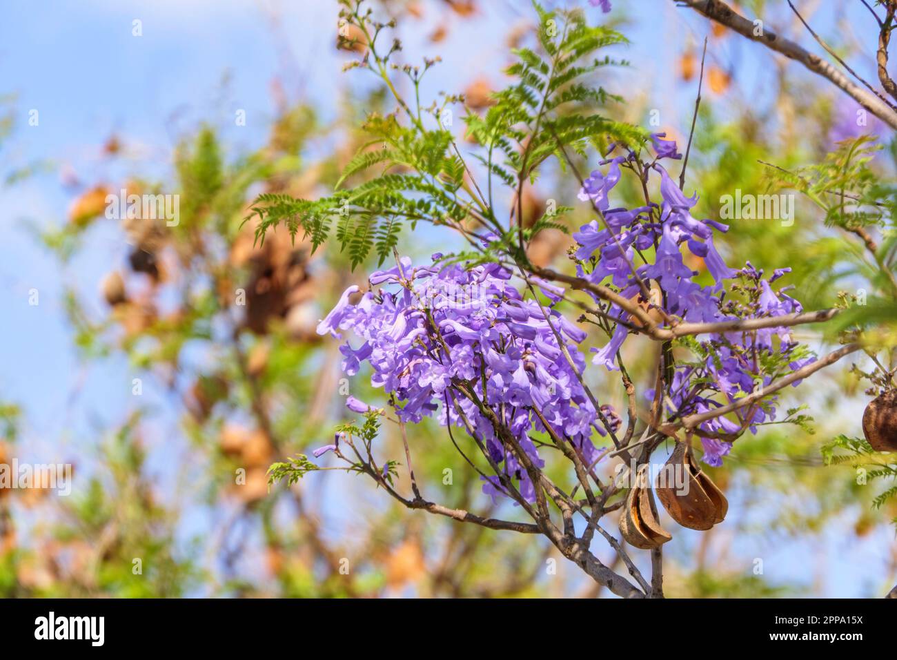 Violet flowers and seeds of the Jacaranda tree among the foliage against the blue sky. Closeup Stock Photo