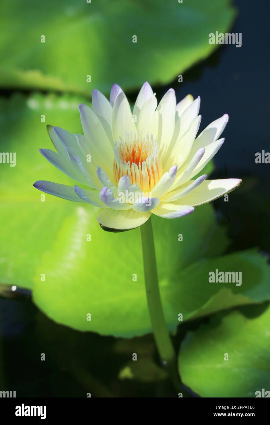 Gorgeous white water lily hi-res stock photography and images - Alamy
