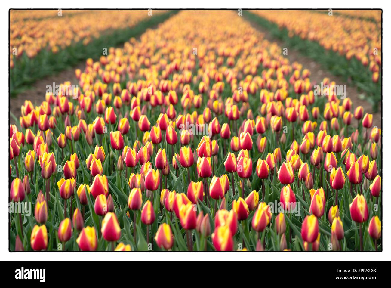 Tulip field at sunset near Arnhem Holland. 2023 vvbvanbree fotografie Stock Photo Alamy