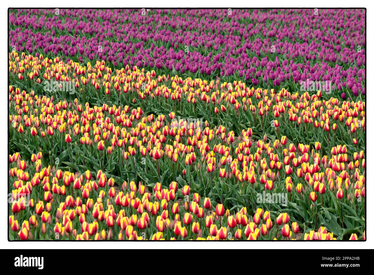 Tulip field at sunset near Arnhem Holland. 2023 vvbvanbree fotografie Stock Photo Alamy