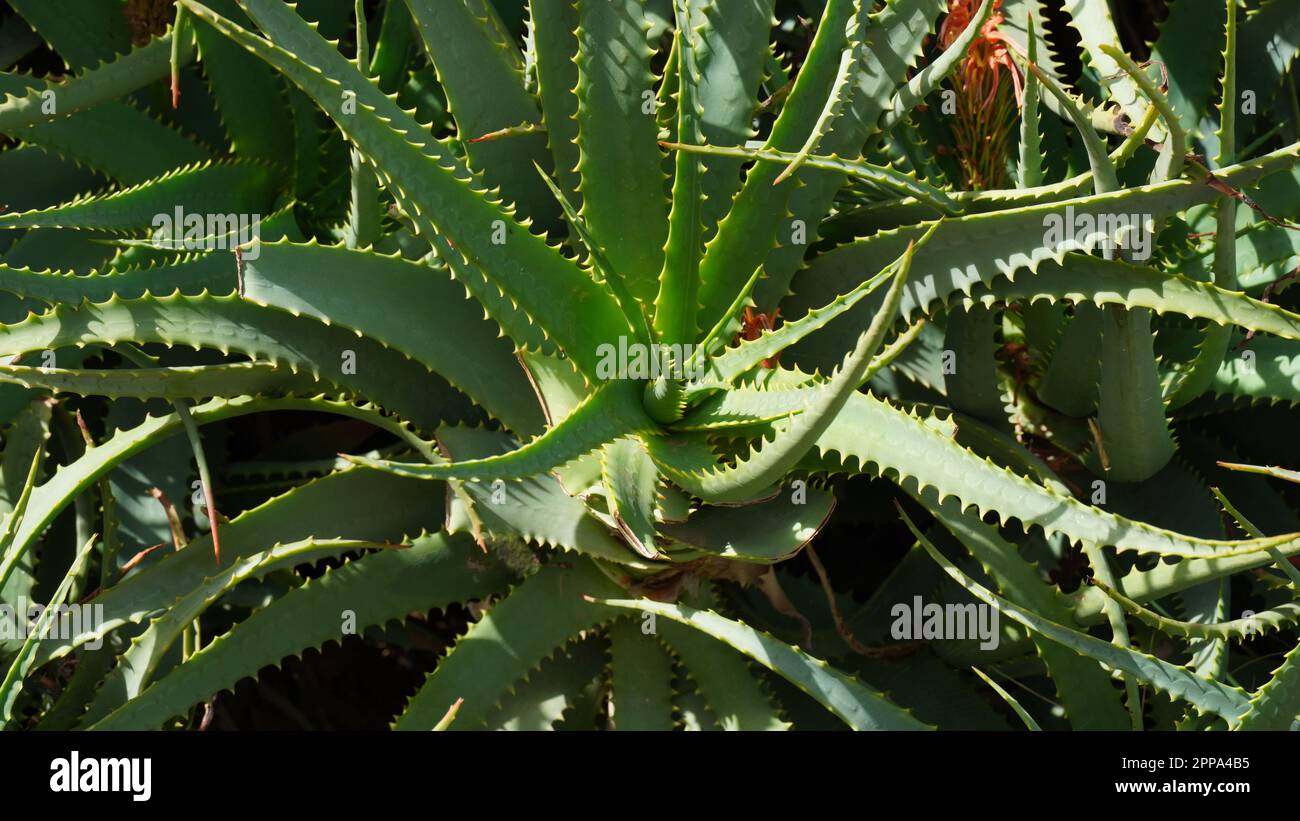 crema de manos aloe vera Crema de manos orgnica
