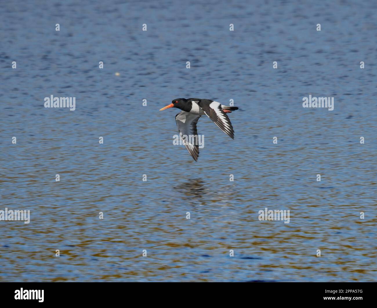 Oystercatcher flies low over the water Stock Photo