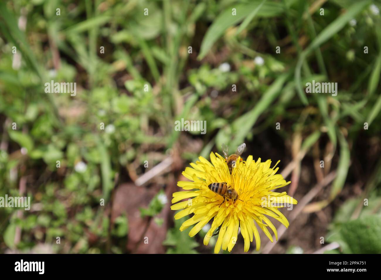 Close up of bee with yellow pollen on bright yellow candelabra flower Stock Photo
