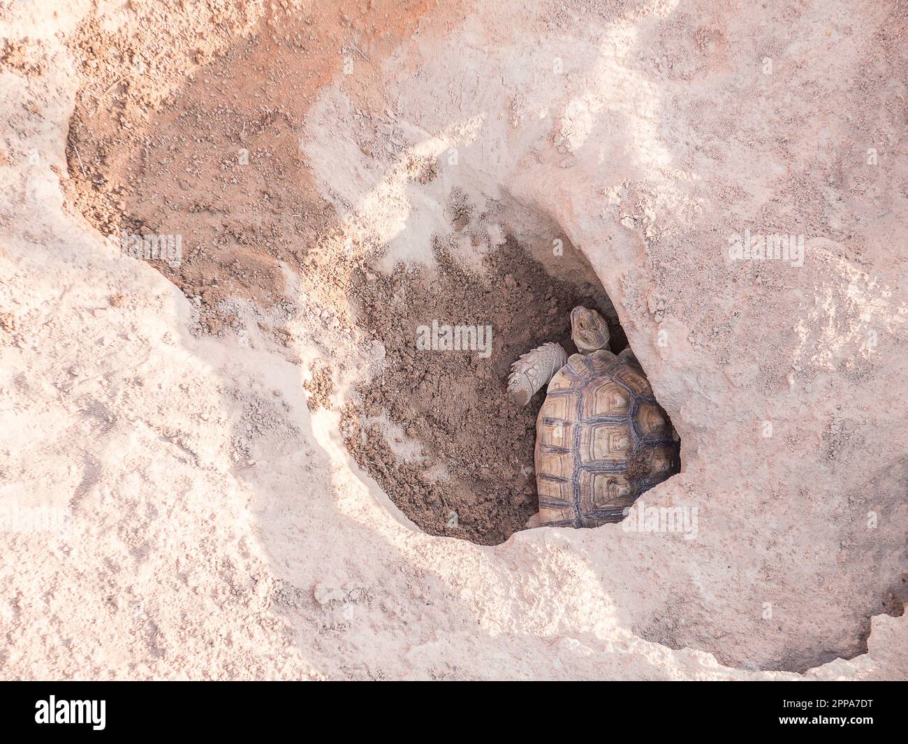 Female tortoise laying eggs Stock Photo