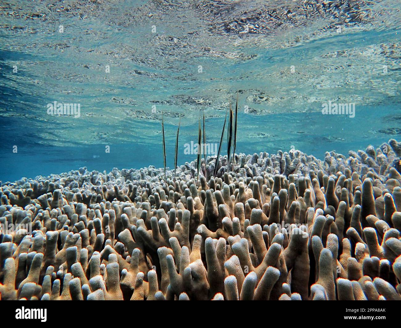 Indonesia Anambas Islands - Shrimpfish - Aeoliscus strigatus - Razorfish Stock Photo