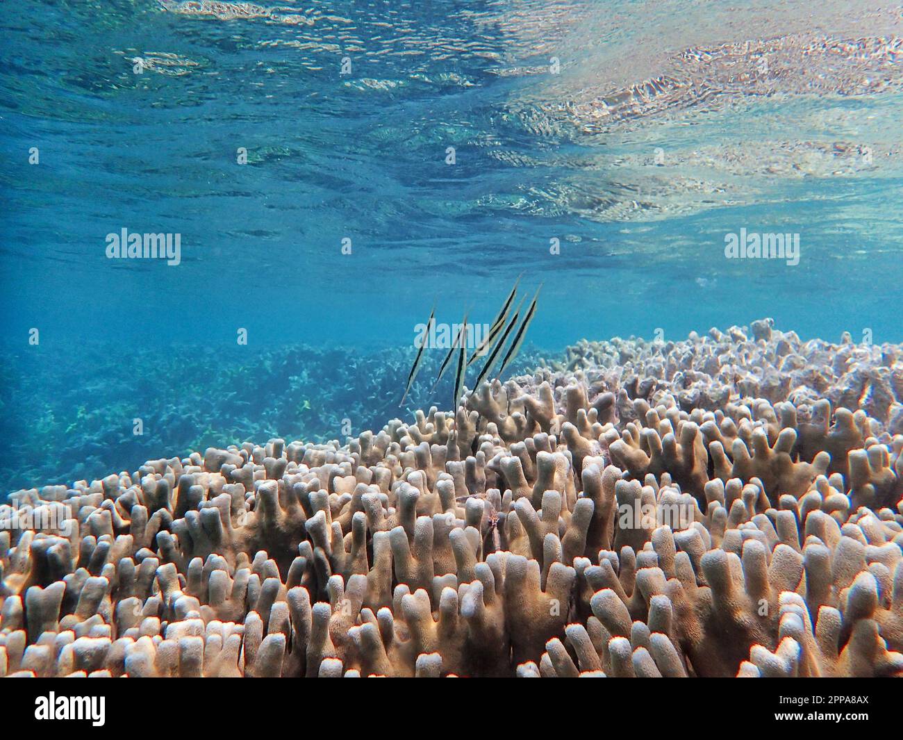 Indonesia Anambas Islands - Shrimpfish - Aeoliscus strigatus - Razorfish Stock Photo