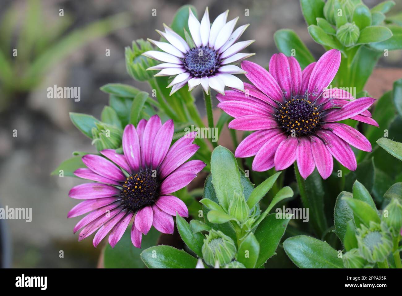 Close-up of beautiful purple and white african daisy flowers in a planter Stock Photo
