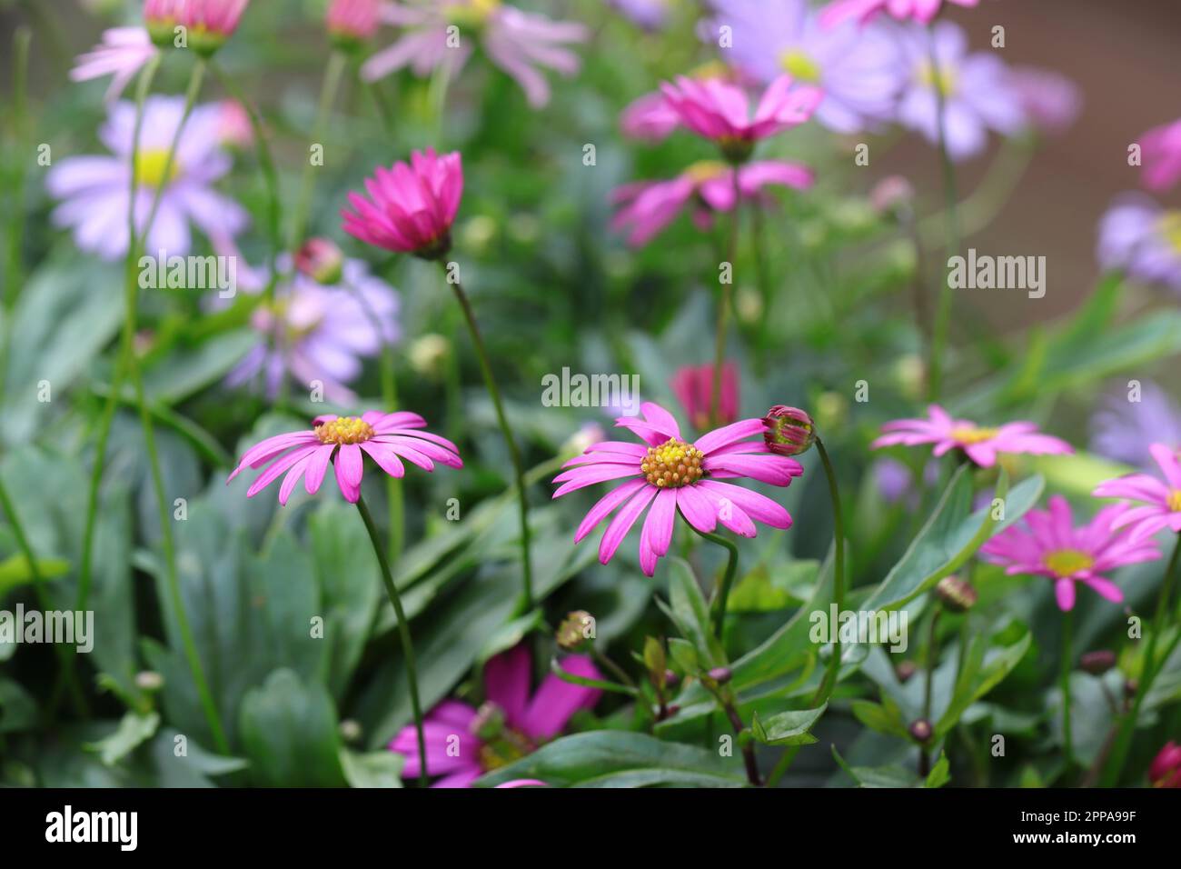 Close-up of pretty pink brachyscome flowers with selective focus Stock Photo