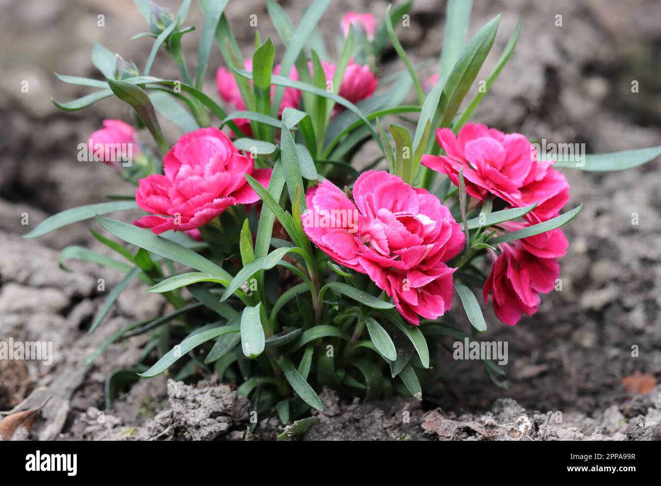 close-up of pink dianthus flowers in a garden bed Stock Photo