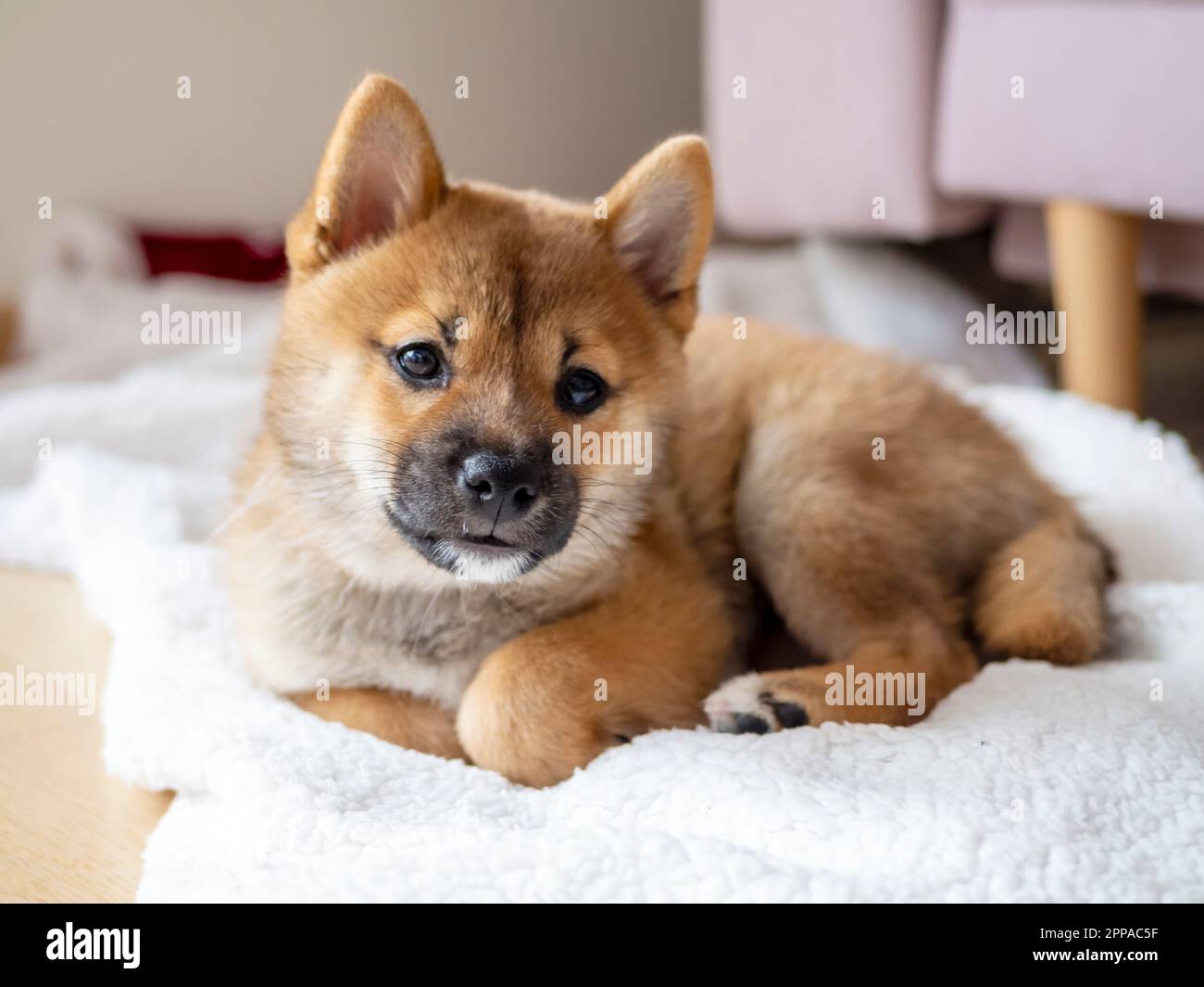 Husky Puppy Fox Type Dog Japanese Dog Breeds: Akita, Kai Ken, Shikoku, And  More