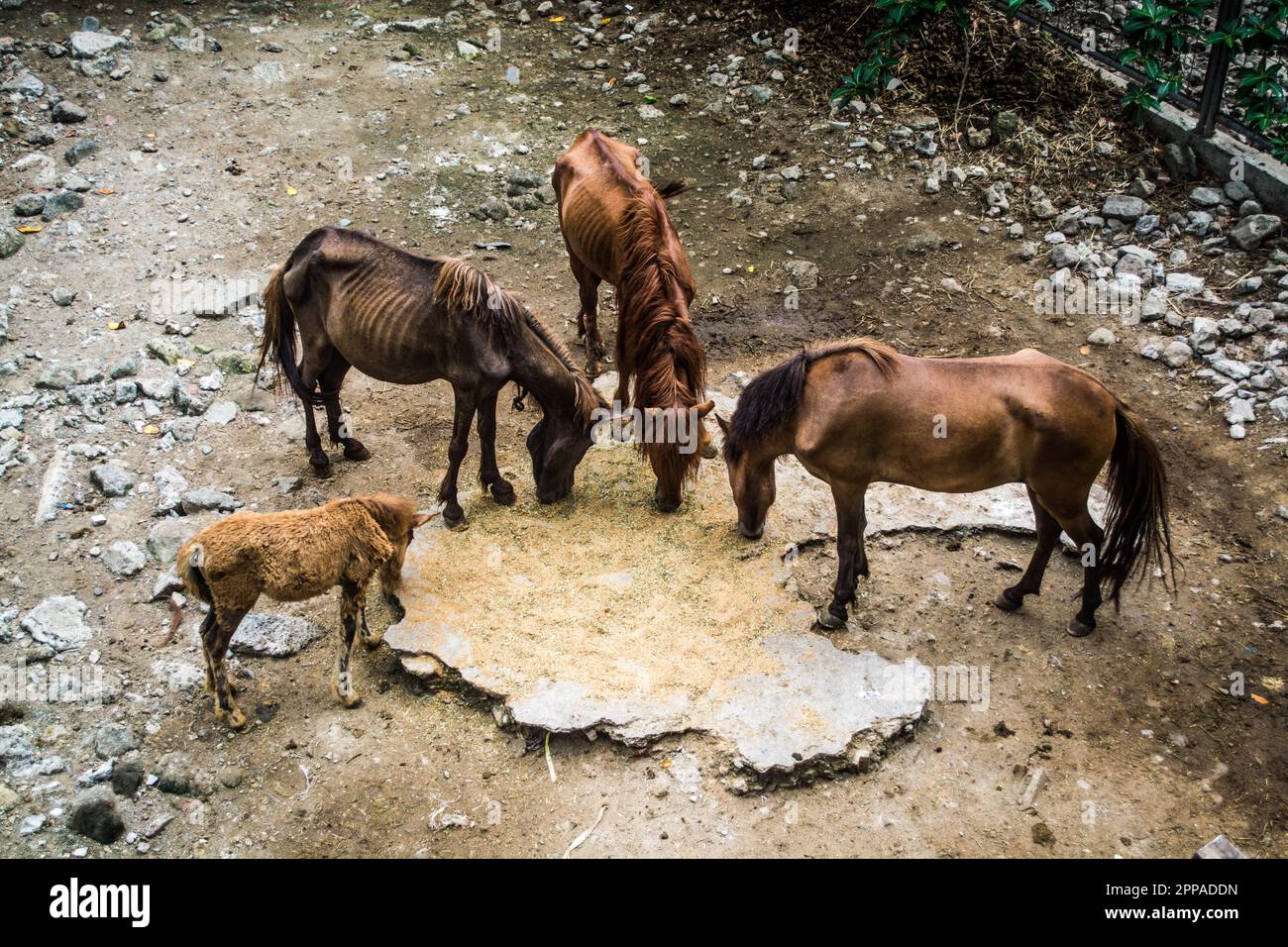 The skinny horses at the old Manila Zoo feeding on a sunny morning