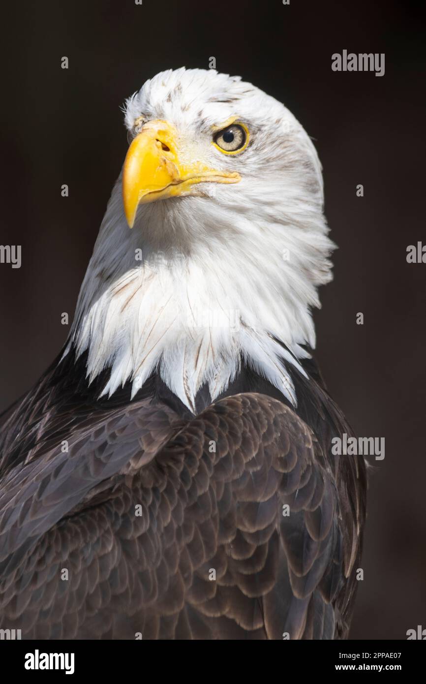 Closeup eagle hi-res stock photography and images - Alamy